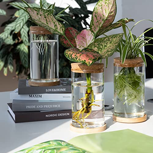 Plants Propagation Station - Desktop Plant Terrarium Glass Hydroponic Vases Water Plant Propagating Jars Gardening Gifts for Women Mom Plant Lovers (3Pcs, Separated Style)