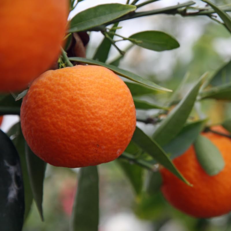 Satsuma Mandarin Tree Live Plant, Seedless Mandarin Tree Live, Mandarin Orange Tree, Mandarins Fruit Tree 3 Feet Tall from The Pot Base