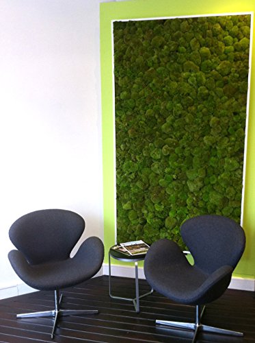 SuperMoss (21538) Mood Moss Preserved, Fresh Green, 3 Pounds