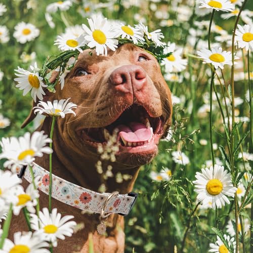 Faygarsle Halloween Fall Dog Collar for Small Medium Large Dogs Fashionable Cute Collar for Male Female Dogs Pink Cotton Dog Collar Spectre Pumpkin Pattern M