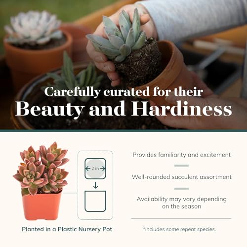 Shop Succulents Unique Succulent Plant Pack Collection - Live Mini Succulent Plants, Low Maintenance, Exceptional Colors & Textures - Wedding and Party Favors, Gift & Garden, Pack of 6