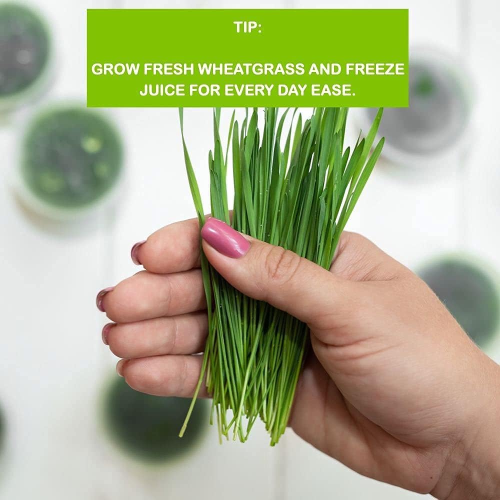 Organic Wheatgrass Growing Kit, Self Watering, with Soilless Grow Mats and Organic Wheatgrass Self Watering Kit Refill Mats & Seeds for 5 Crops (Refill Kits)