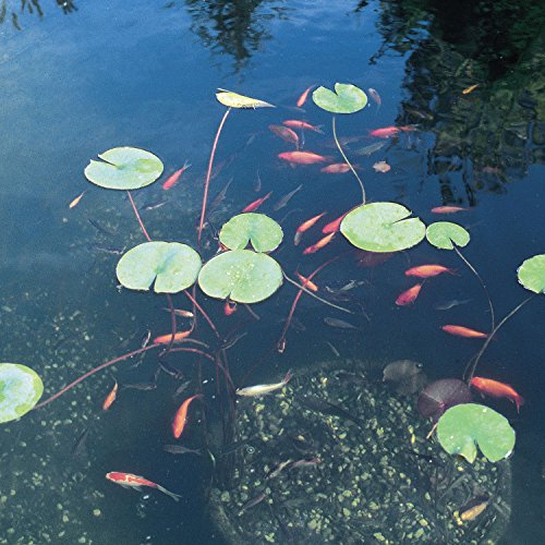 OASE 706759564557 Vitronic 18 UV Clarifier for Pond