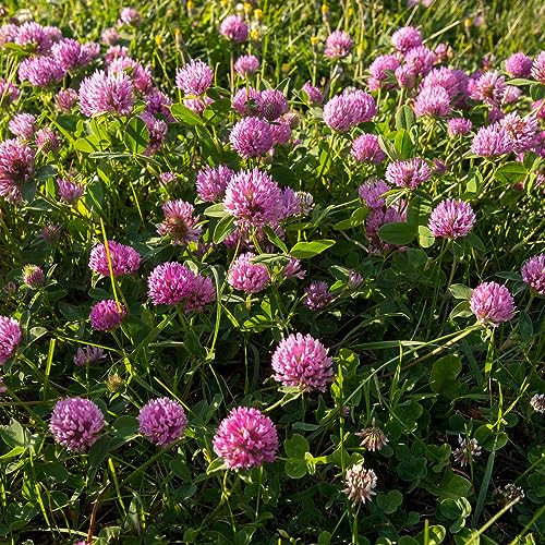 Outsidepride Perennial Red Clover Seeds - 1/4 lbs. Self-Seeding, Nitrocoated, Inoculated Clover Seeds for Lawn, Yard, Forage, Pasture, Hay, Nitrogen Fixation, Soil Improvement & Crop Rotation Programs