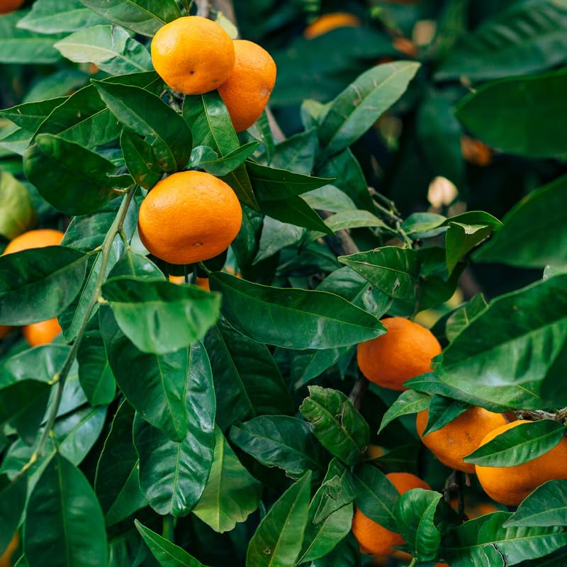 Satsuma Mandarin Tree Live Plant, Seedless Mandarin Tree Live, Mandarin Orange Tree, Mandarins Fruit Tree 3 Feet Tall from The Pot Base
