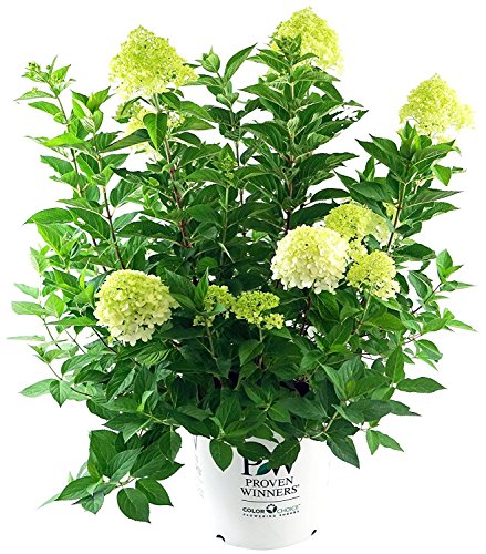 Hydrangea arb. 'Annabelle' (Smooth Hydrangea) Shrub, white mophead flowers, #3 - Size Container