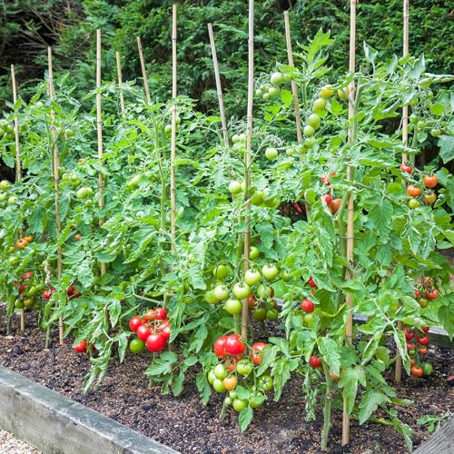 Bamboo Stakes,3FT Natural Bamboo Garden Stakes,BOVITRO 25Pcs Plant Stakes,Bamboo Sticks for Tomato,Beans,Vegetable and Climbing Plants