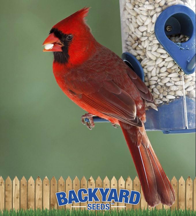 Backyard Seeds Safflower Bird Seed for Cardinals (10 Pounds)