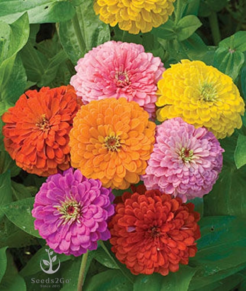 Zinnia - California Giant Mix - Bulk Pack 5,000 Seeds by Seeds2Go