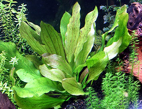 Rooted Live Aquarium Plant Bundle - 6 Easy Species | Snail Free Guaranteed