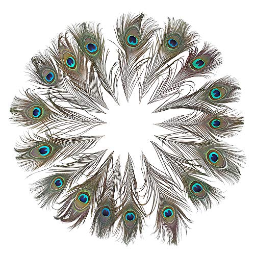 12 PCS Real Natural Peacock Eye Feathers 10-12 inch for DIY Craft, Wedding and Holiday Decorations