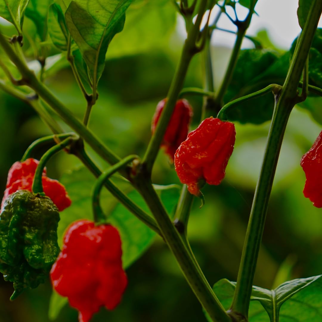 GranAroma Carolina Reaper Powder, 4 oz, Extremely Hot Powder, Fine Ground, Dips & Salsa