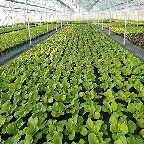 Agfabric Easy-Plant Weed Block for Raised Bed Outdoor Garden Weed Rugs Garden mat 3.0oz, 4'x12',with Planting Hole Dia 4"