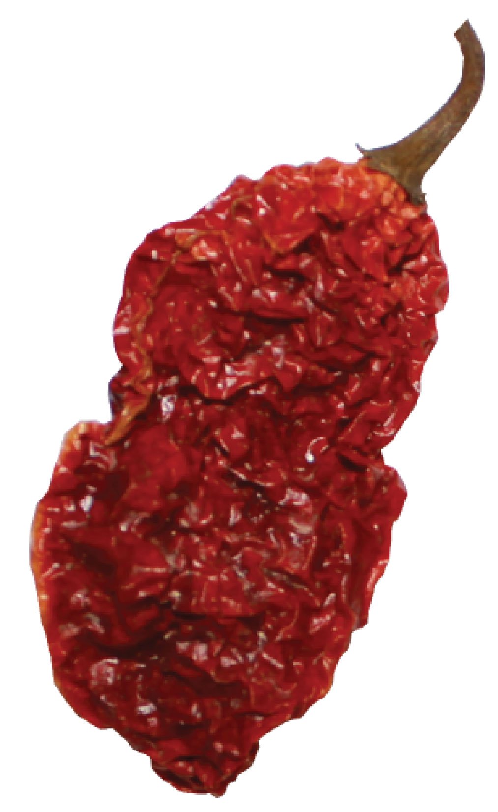 Wicked Tickle Whole Dried Ghost Peppers, 7 Pack (5 + 2 Free), Superhot Bhut Jolokia