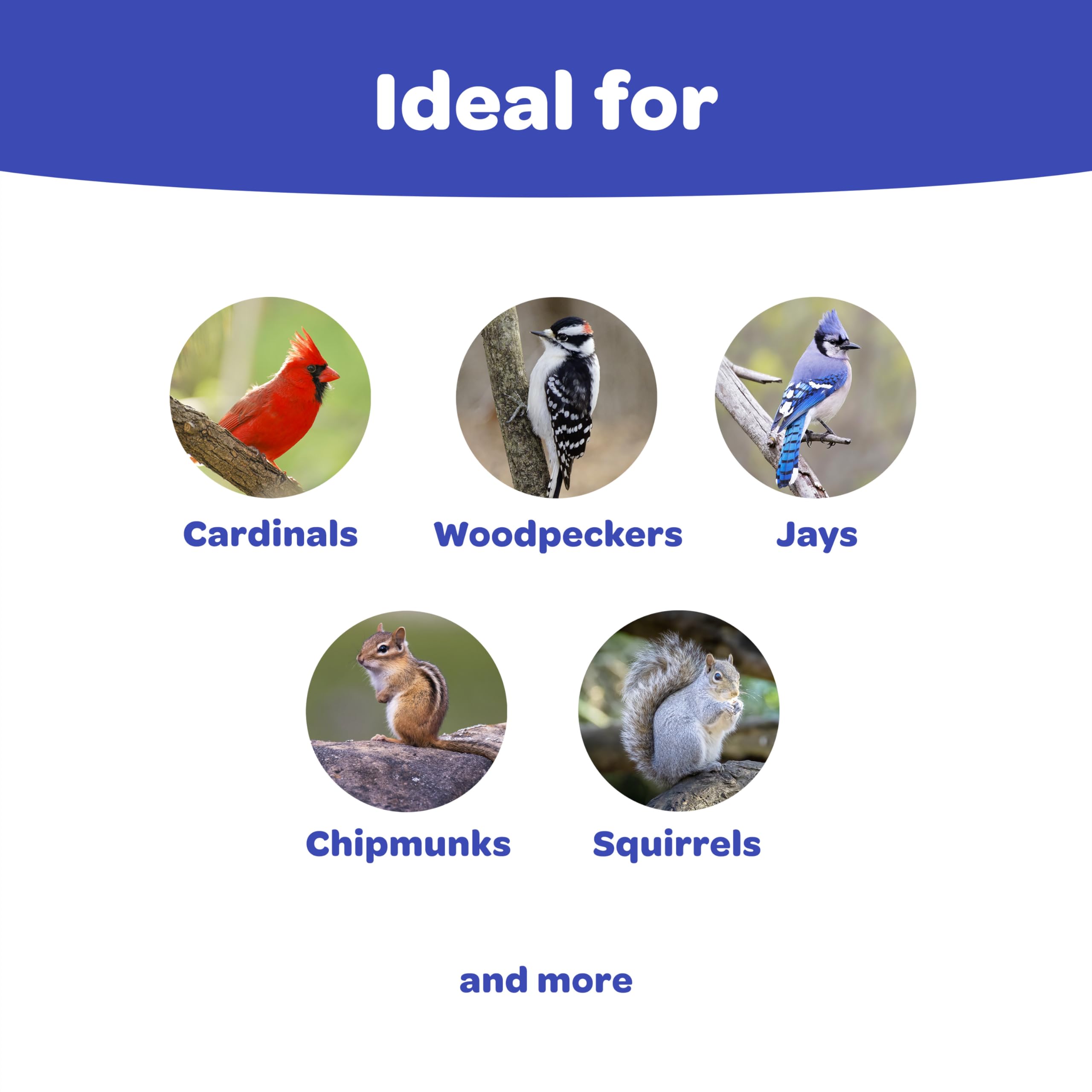 Kaytee Raw Peanuts in Shell for Squirrels, Woodpeckers, Nuthatches, Jays, Towhees, Cardinals, Indigo Buntings, and Other Wild Birds, 5 Pound