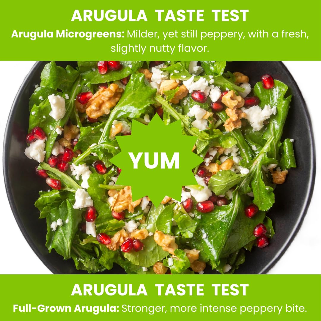 Arugula Seeds for Microgreens β 8 oz. | Non-GMO, Heirloom, Chemical-Free, USA-Grown | Fresh, Flavorful & Easy to Grow | Packaged in Food-Grade Container with Lid for Freshness & Easy Scooping