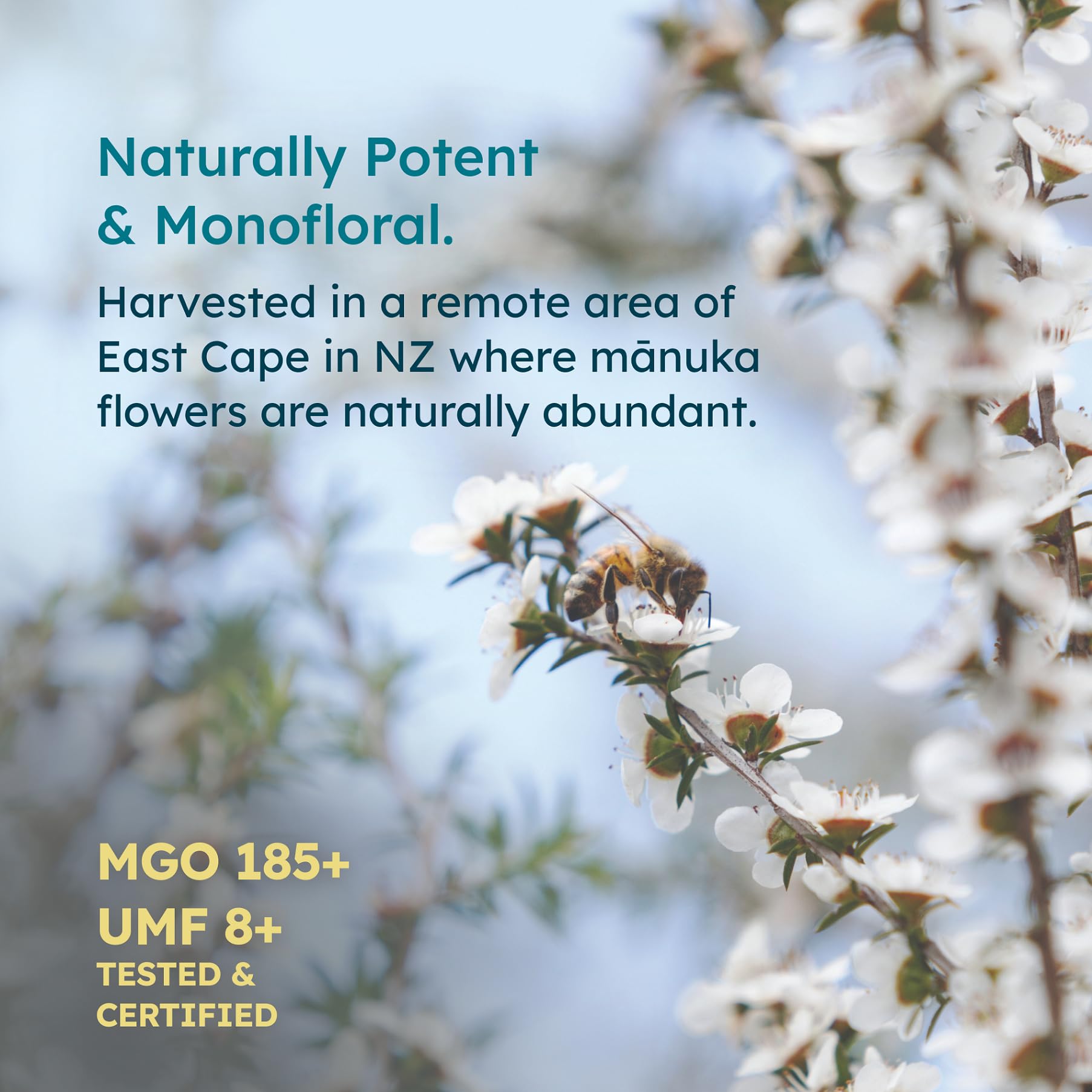 Melora Manuka Honey New Zealand Raw Honey | Pure, Unfiltered, Unpasteurized Honey | Organic Squeeze Bottle | UMF 8+ | MGO 185+ | 12 oz
