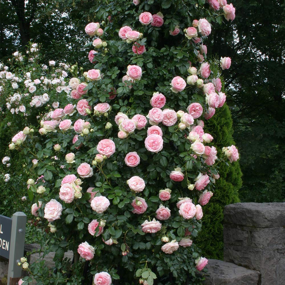 Heirloom Roses Eden Climber® Rose Plant - Climbing Pink Rose Bush, Own Root Rose Plants for Planting Outdoors