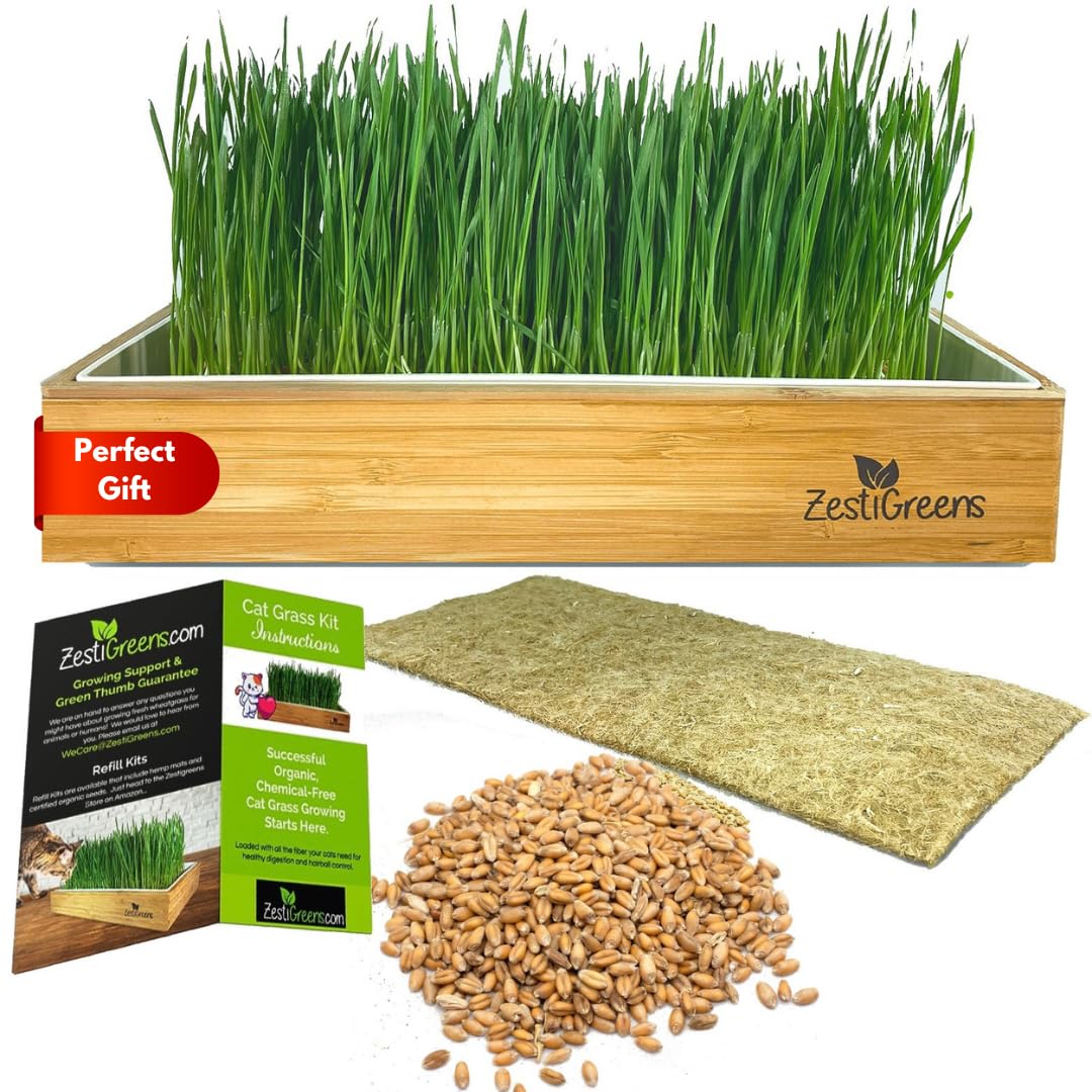 Self-Watering Cat Grass Kit. Hands Down The Easiest Way to Grow Cat Grass. Includes Everything for a Big, Healthy Crop.