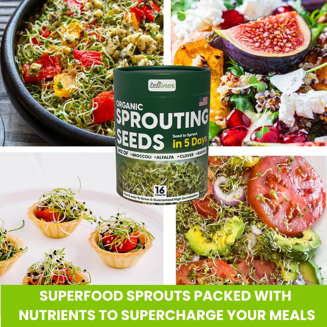 ZestiGreens Fresh Sprouting Seeds Mix (16oz) Broccoli, Alfalfa, Radish, Clover Seeds in Food Grade Colorful Container with Lid for Easier Scooping & Keeping Fresher