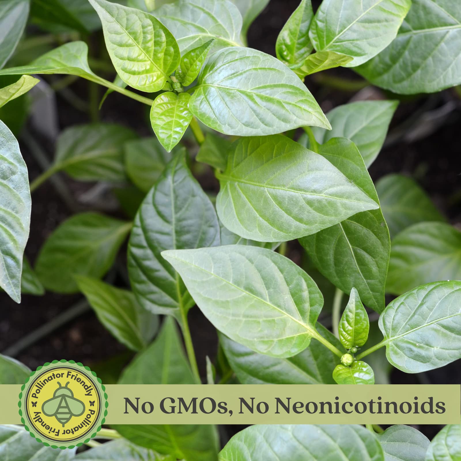 Clovers Garden Carolina Reaper Pepper Plant - Non-GMO - Not Seeds - Each 4" to 8" Tall – in 4" Inch Pots - World's Hottest Pepper - 2.2 Million SHU