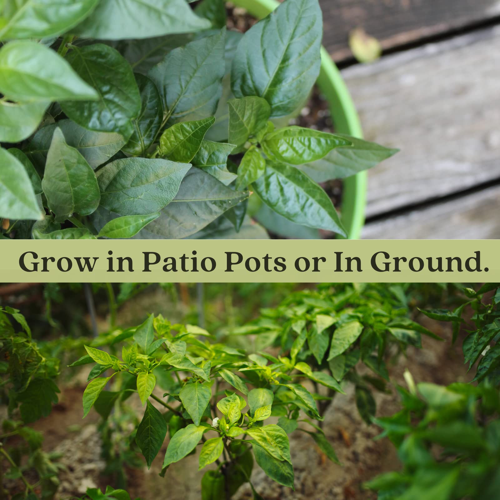 Clovers Garden Carolina Reaper Pepper Plant - Non-GMO - Not Seeds - Each 4" to 8" Tall – in 4" Inch Pots - World's Hottest Pepper - 2.2 Million SHU