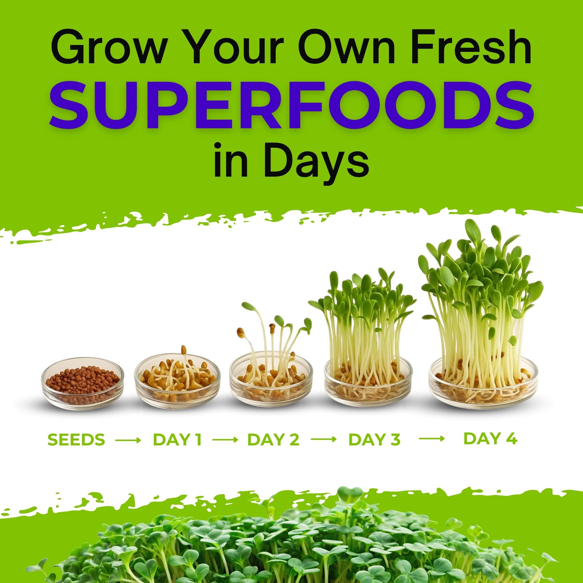 Organic Red Clover Seeds for Sprouting - Non-GMO, USA Grown Microgreens Sprouting Seeds - Makes 8 Quarts of Sprouts, 24 Servings (8 oz)