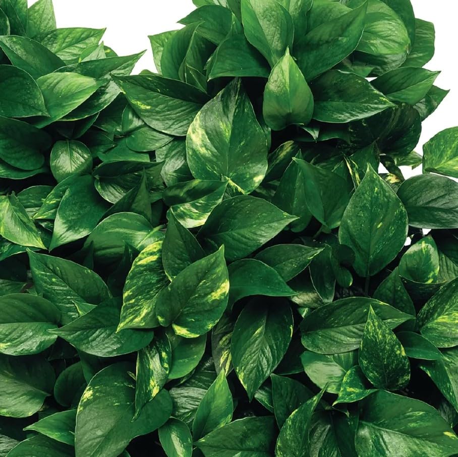 Jobe's 5001T Houseplant Indoor Fertilizer Food Spikes, 50 Pack(2)