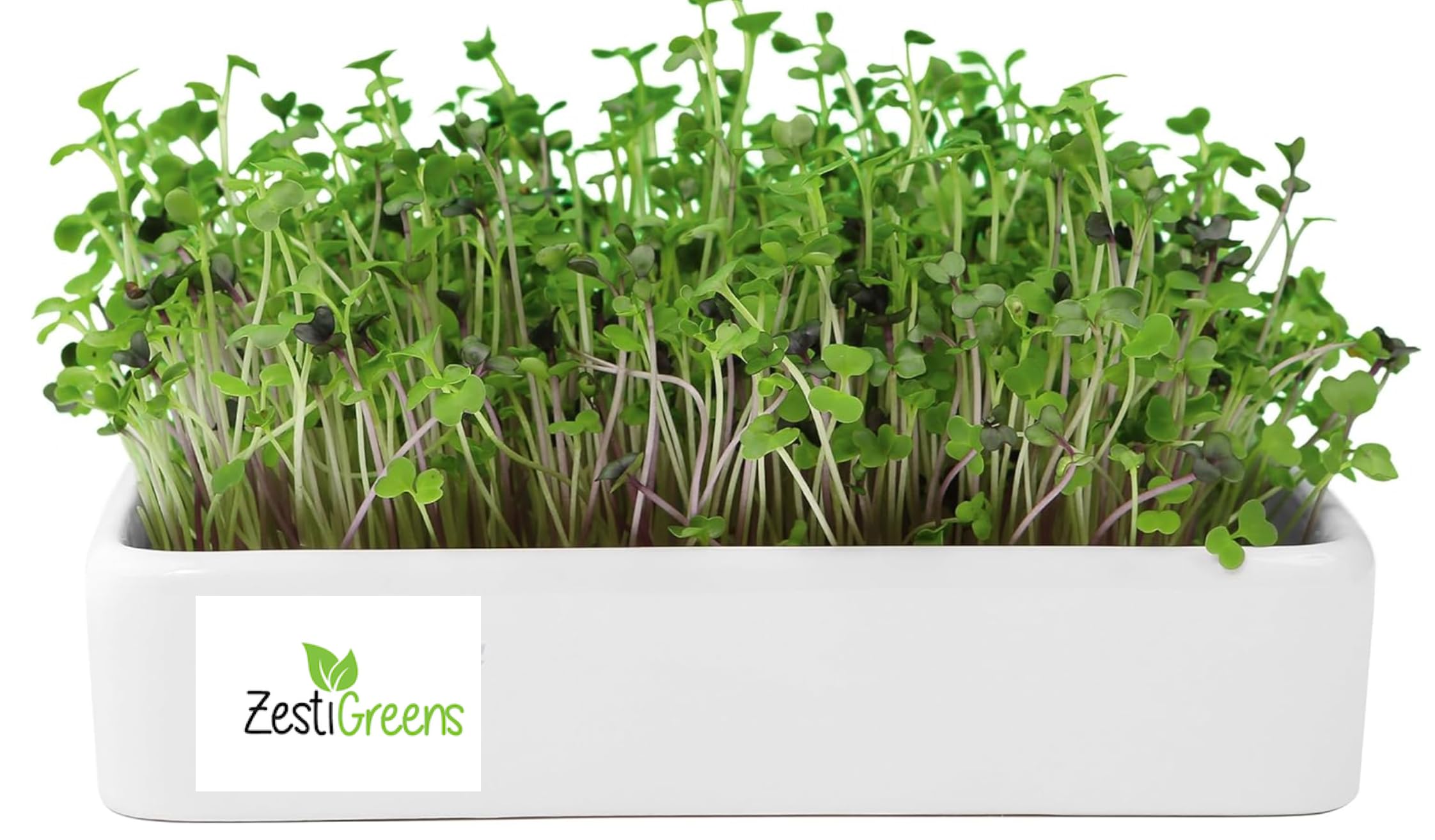 ZESTIGREENS Ceramic Microgreens Growing Kit to Grow 3 Crops Including Organic USDA Sunflower, Melon & Mixed Microgreens Seeds.