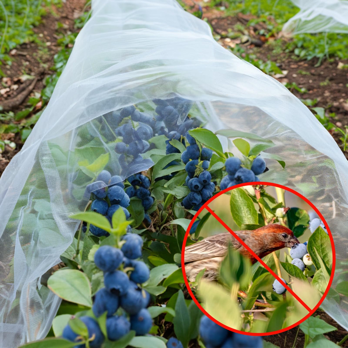 GonLei Garden Netting 8 X 24 FT Garden Mesh Netting Protection Plant Cover Screen Vegetable Row Cover,Cicada Netting for Trees Blueberry Shrubs Fruits Flowers Garden Screen Barrier Net