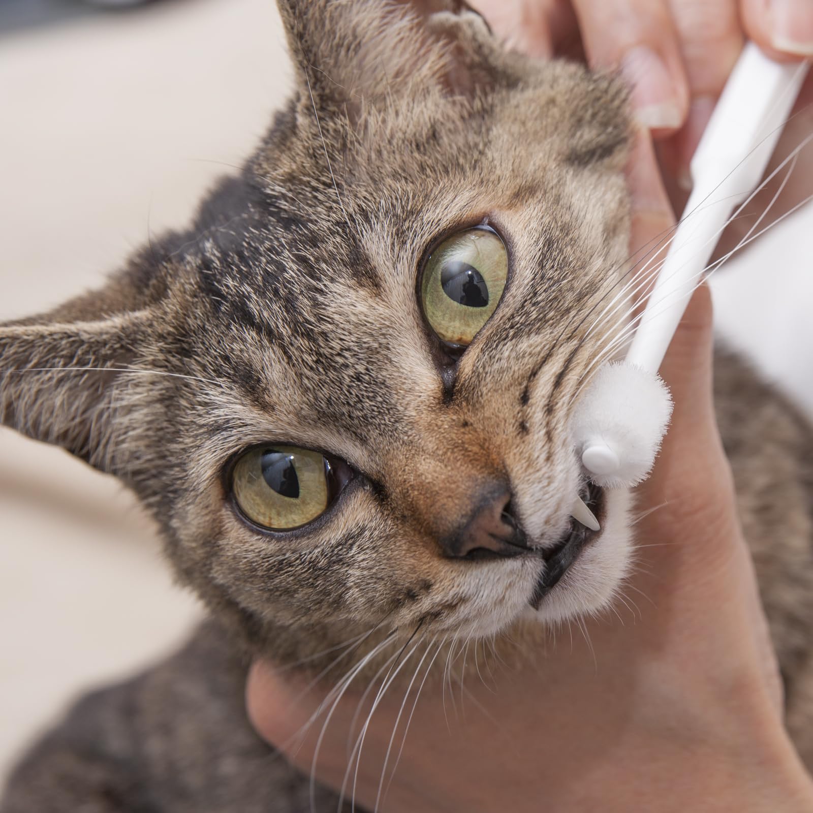 MIND UP Cat Toothbrush Cylinder Head | 360-Degree Toothbrush for Lovely cat | Length 6 in Bristle Diameter 0.49 in