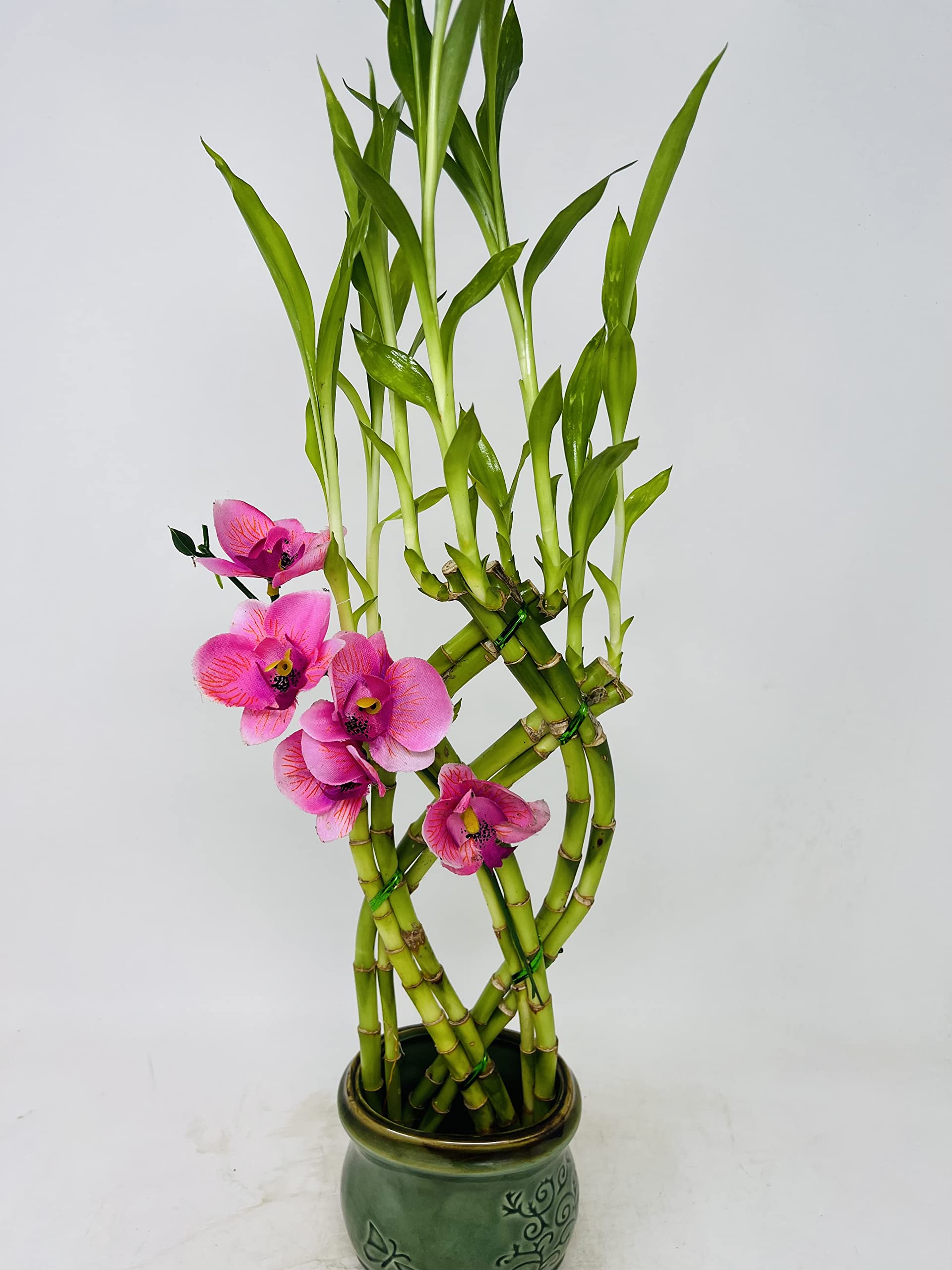 Jmbamboo- Live 8 Braided Style Lucky Bamboo Plant Arrangement with Green Vase