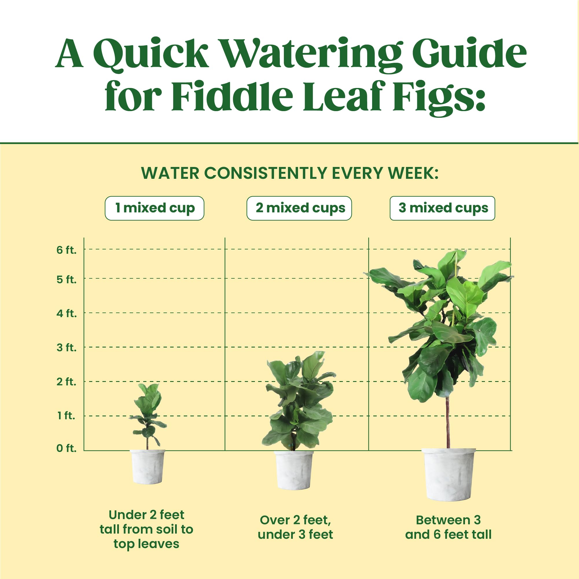 Root Supplement, Liquid Stimulator for Fiddle Leaf Fig & Indoor Plants - Propagation Promoter & Rot Treatment - Food for Healthy Roots, Stems & Leaves - Made in USA