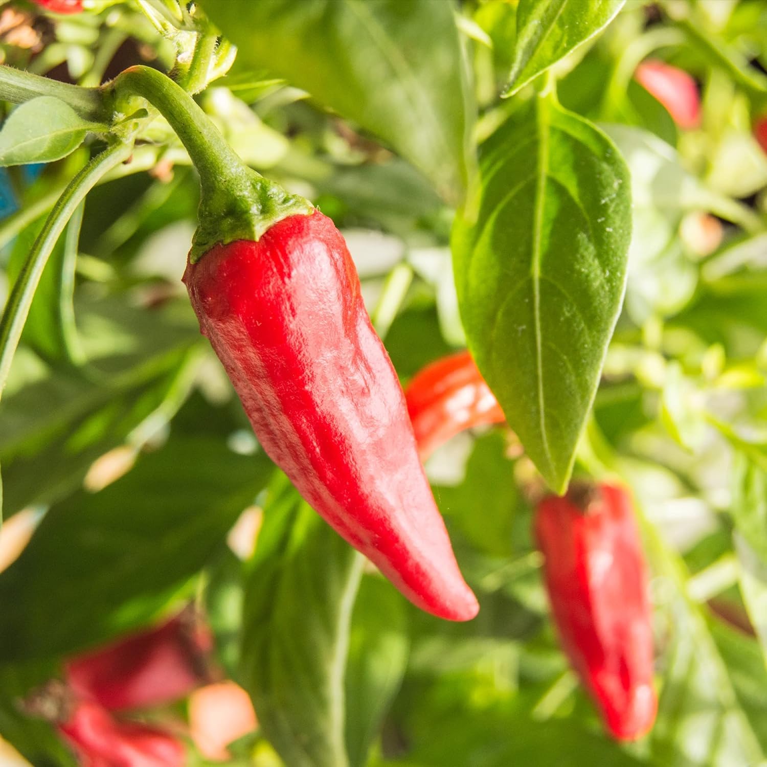 Frontier Co-op Organic Chili Powder Seasoning, 1 Pound, Mild to Moderatly Spicy, Sweet, Tangy, Zesty, Kosher, Salt Free