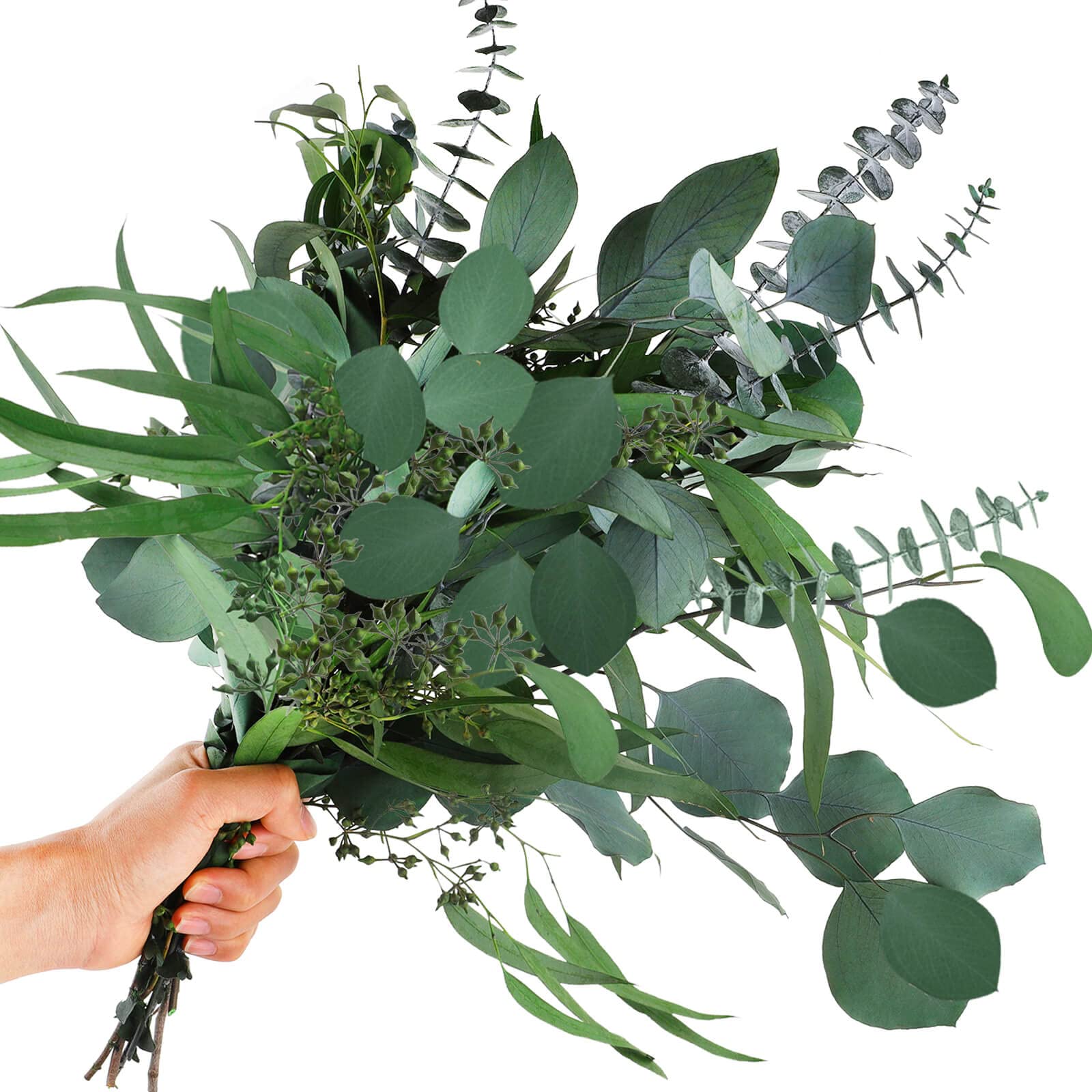 Glicrili 12Pcs Mixed Real Dried Eucalyptus Leaves Stems - Preserved Plant Branches, Silver Dollar Eucalyptus, Seeded Eucalyptus Bouquets for Vase Floral Arrangements Wedding Greenery Decor