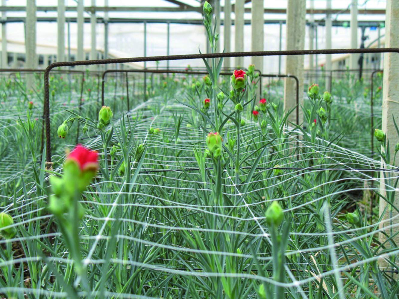 Tenax Hortonova Plant Trellis Net Lm, 67" x 328', White