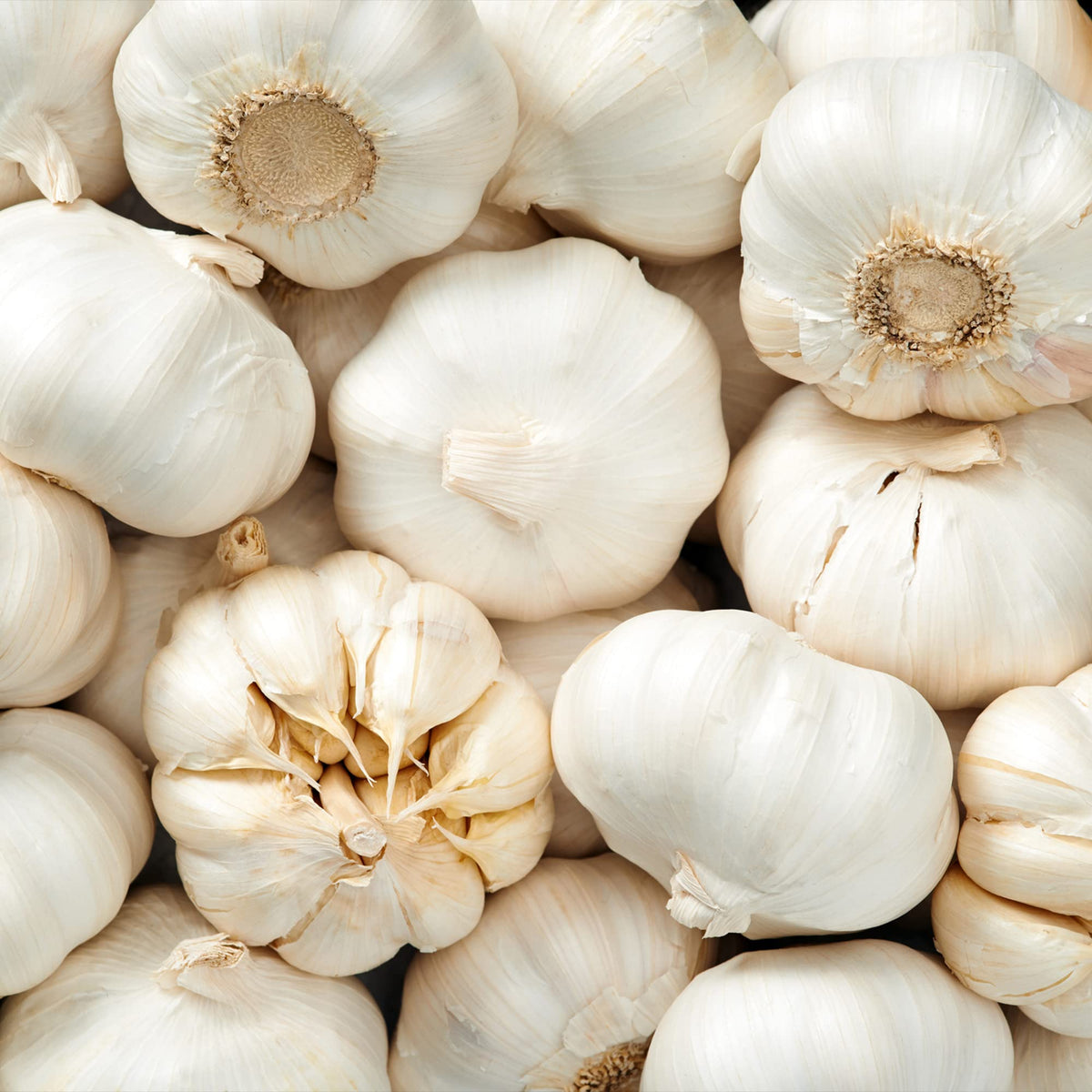 Frontier Co-op Organic Garlic Granules, 1-Pound Bulk, Aromatic and Flavorful Kosher Garlic, Great For Savory Dishes