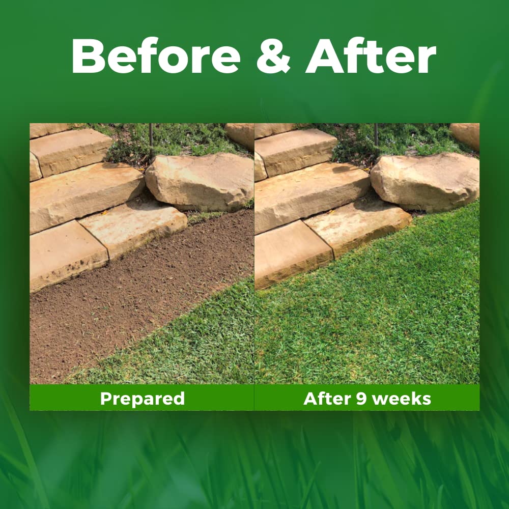 Growtrax Biodegradable Grass Seed - 50 SQFT Bermuda Rye - Grass Seed and Fertilizer for Lawns, Dog Patches & Shade - Just Water & Grow - No Fake or Artificial Grass
