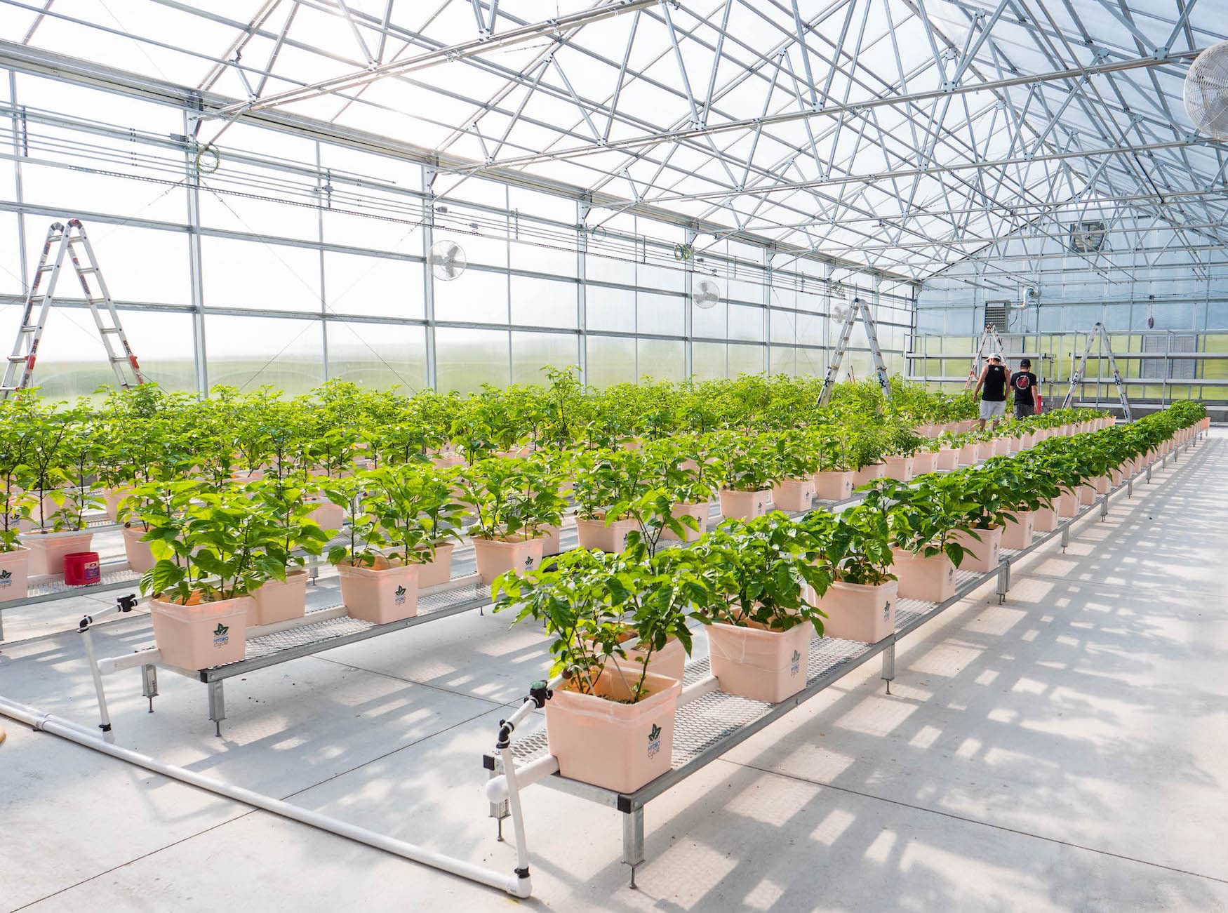 Pepper Joe's Carolina Reaper Mash – 9oz Jar of Extremely Hot Chili Pepper Puree – Fermented Reaper Pepper Mash for Cooking and Hot Sauce Making