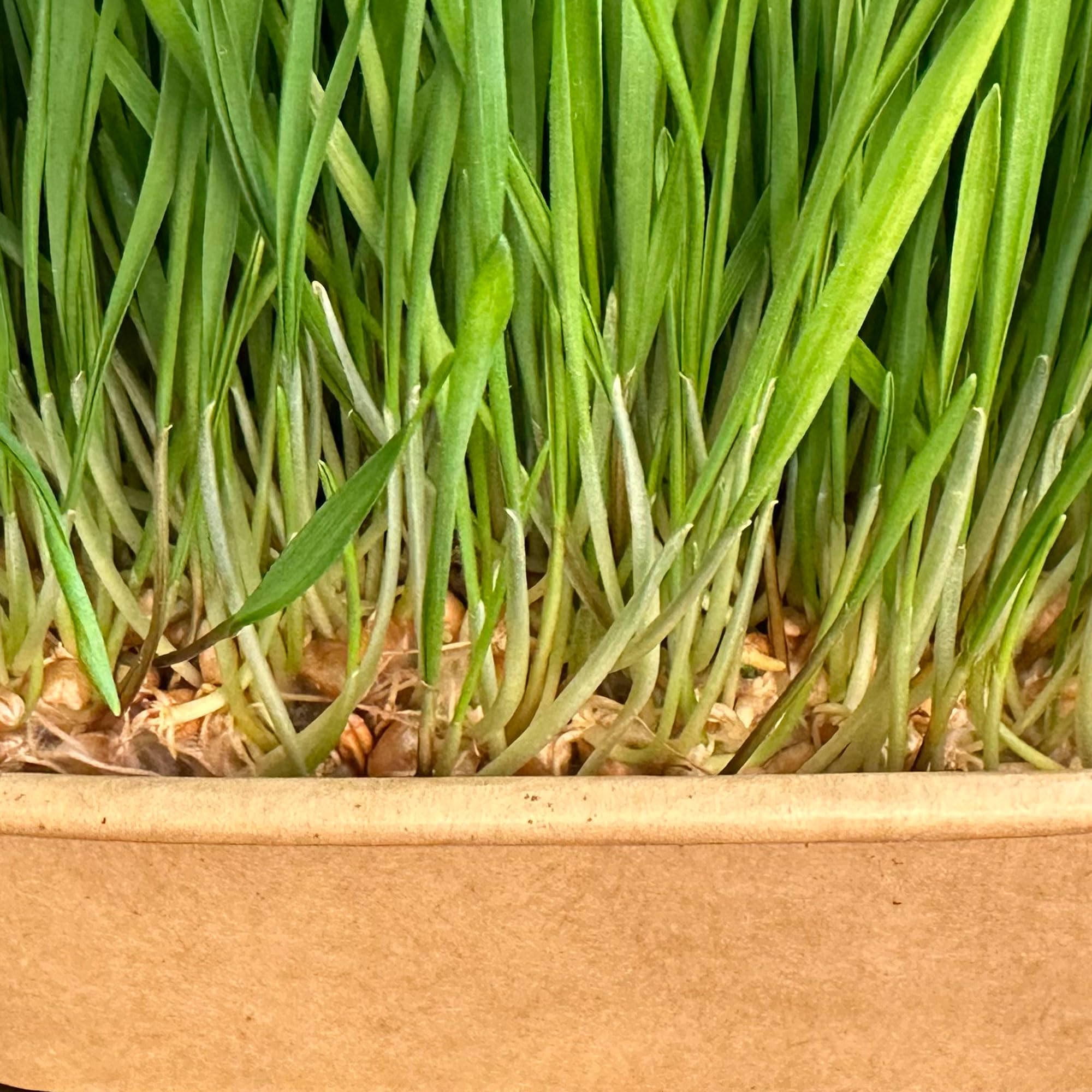 Organic Wheatgrass Cat Grass Premium Grow Kit 4 Pack | 100 % Wheatgrass Seeds Non‑GMO Seeds for Cats & Humans