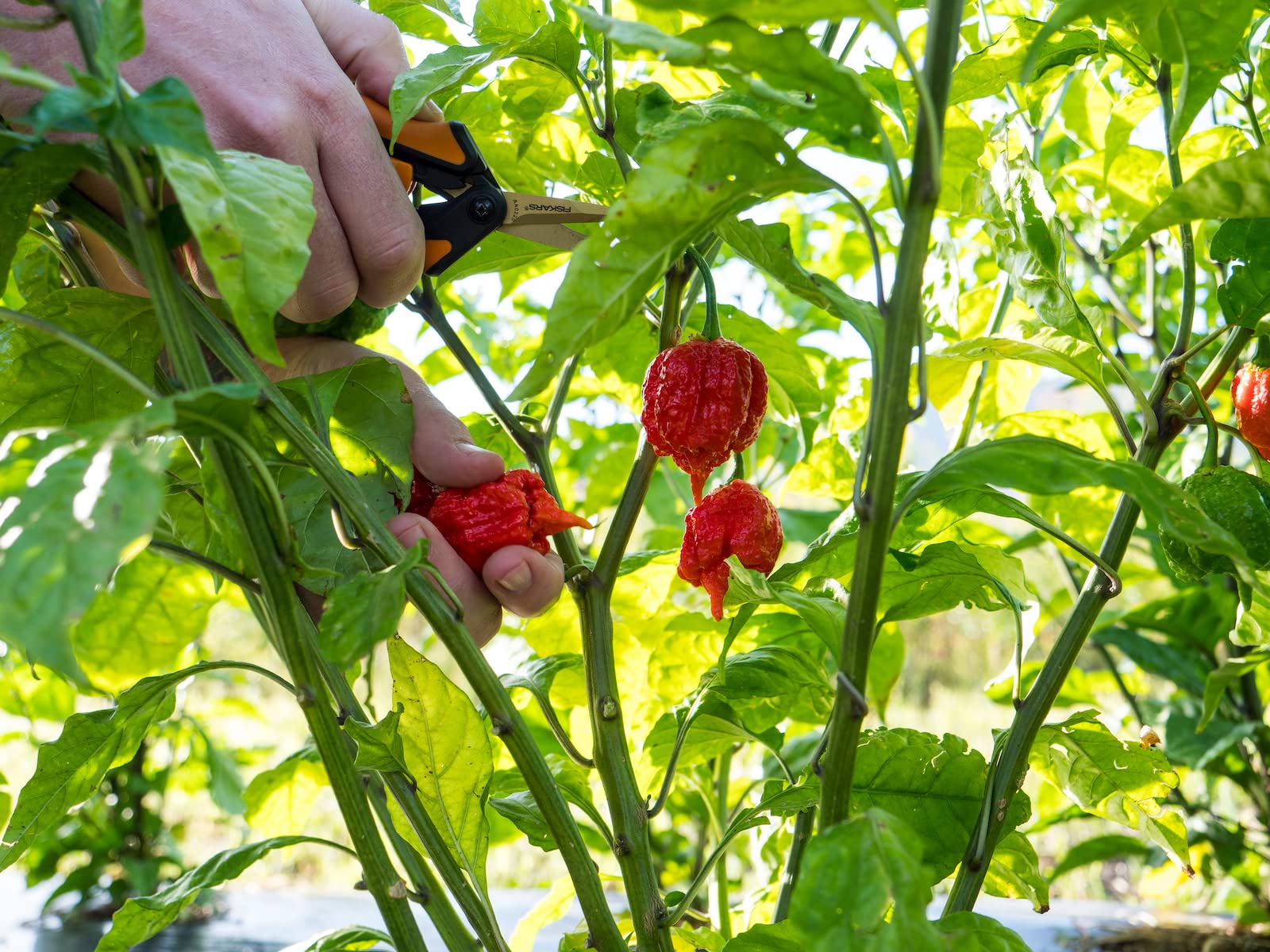 Pepper Joe’s Carolina Reaper Seeds – Pack of 10+ World’s Hottest Chili Pepper Seeds – USA Grown – Premium Non-GMO Carolina Reaper Seeds for Planting