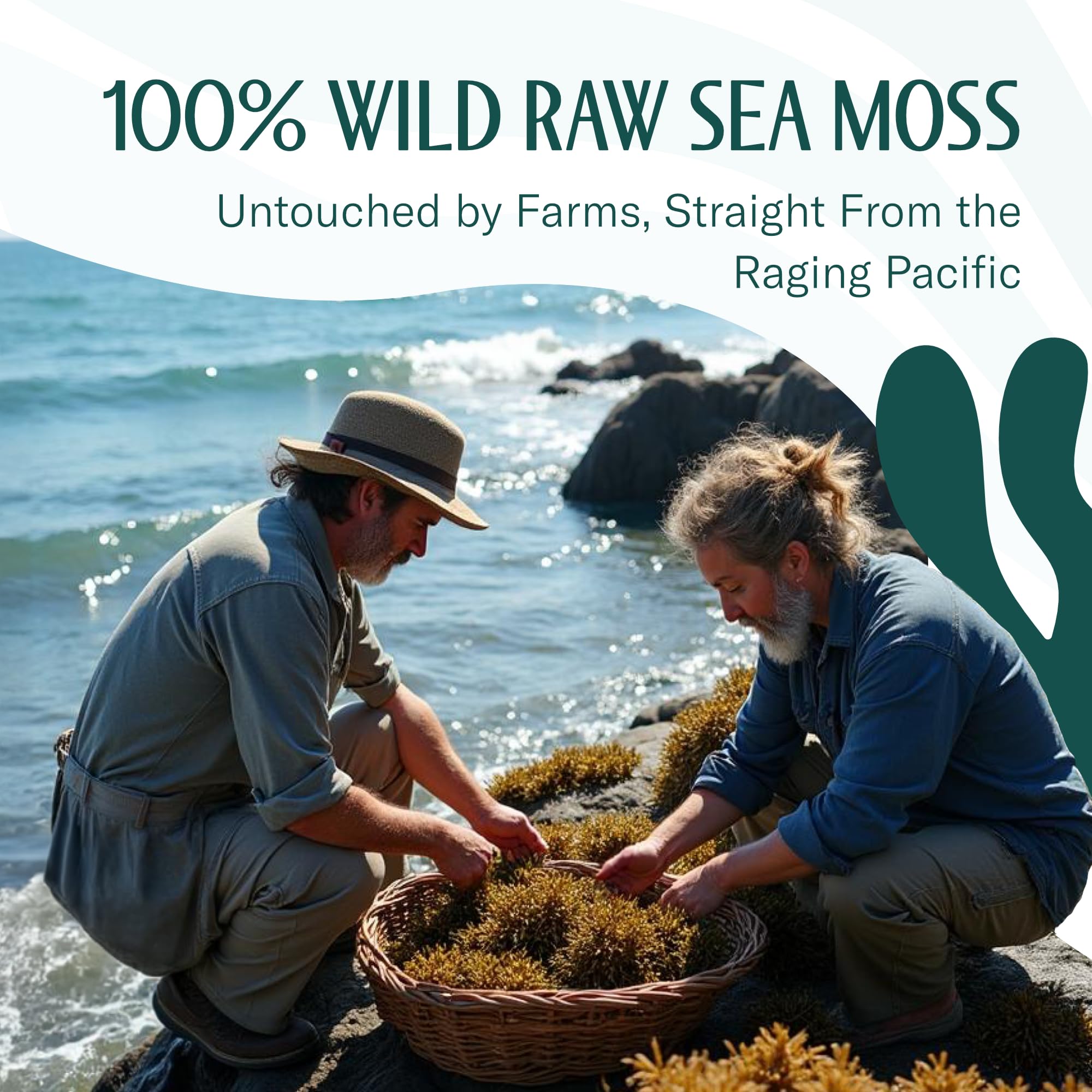 TrueSeaMoss Sea Moss Gel + Raw Irish Moss Bundle – Wildcrafted Seamoss for Gut Health, Antioxidant & Energy Support – 16oz Sundried Raw + Mango/Pineapple Gel – Vegan, Made in USA