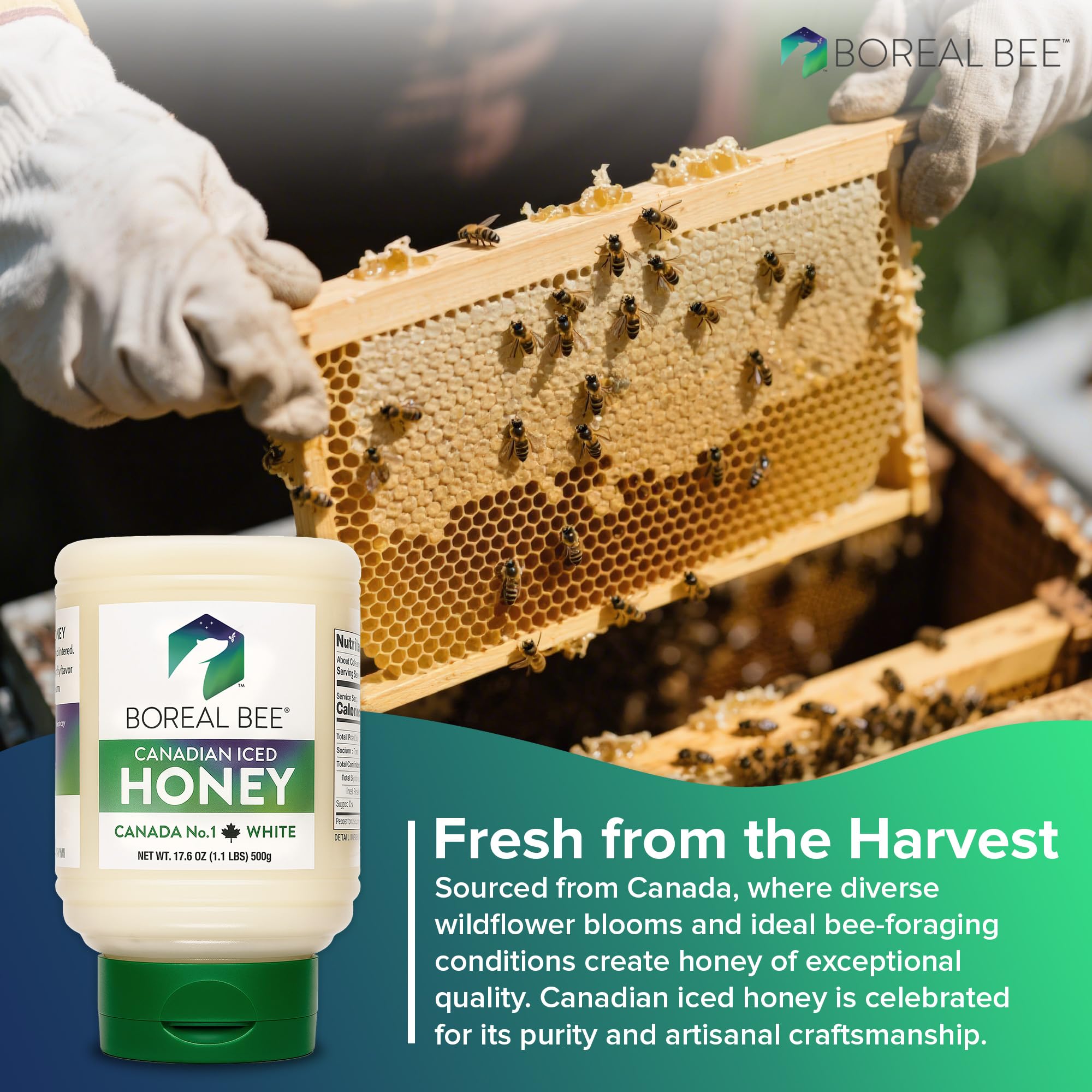Boreal Bee Canadian Iced Honey – Smooth White Creamed Honey from Prairie Wildflowers Like Clover & Canola, Cold Bottled, Raw, Natural & Unfiltered, Never Heated, 35.2oz (2 Pack)