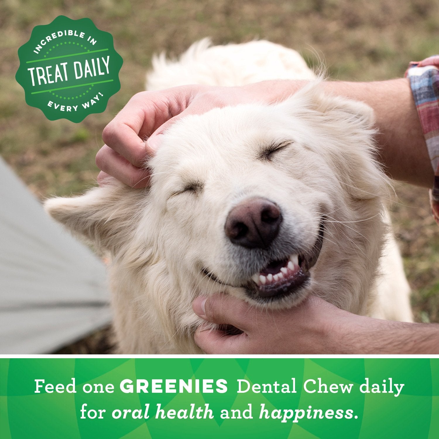 Greenies Regular Natural Dental Care Dog Treats Fresh Flavor, 12 oz. Pack (12 Treats)