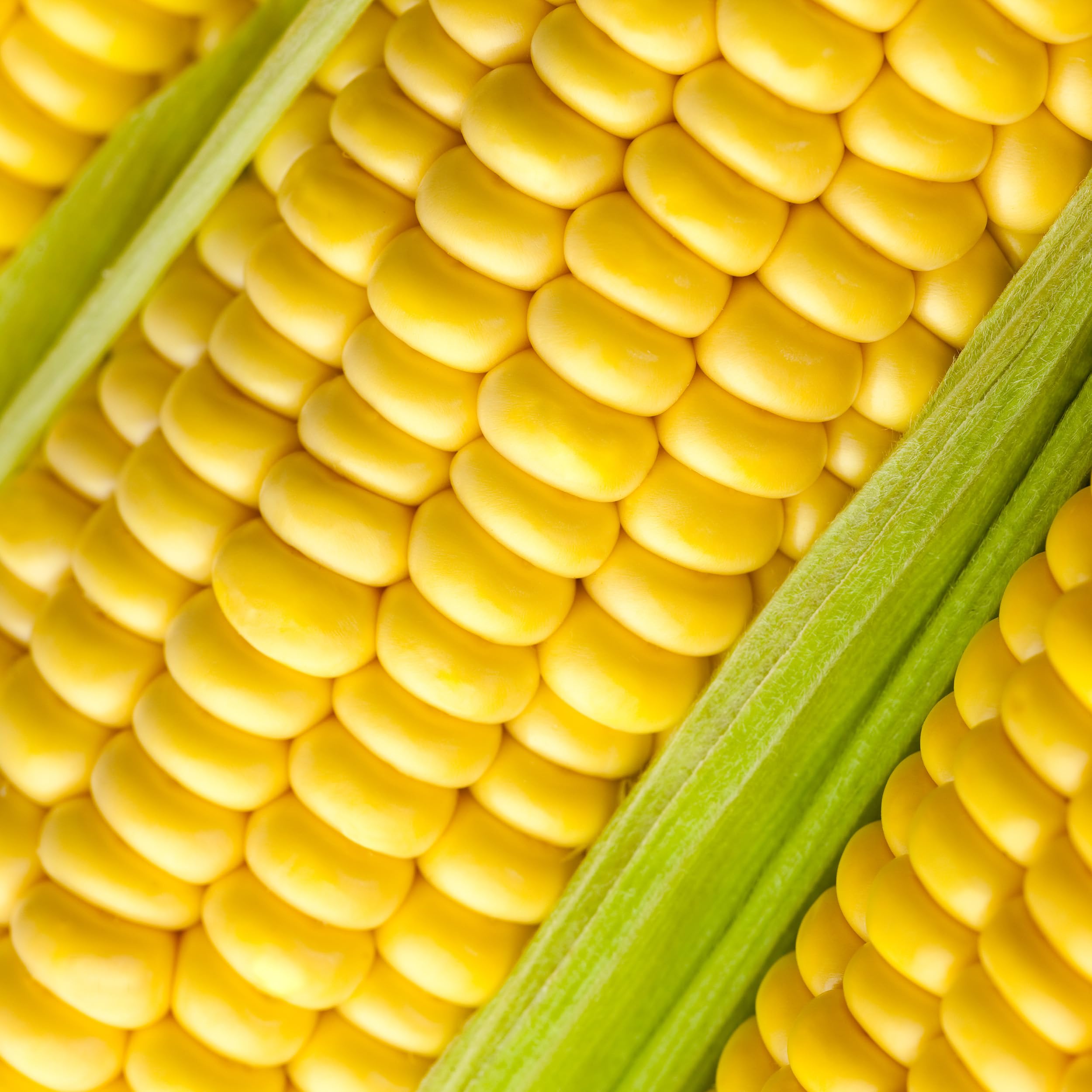 The Old Farmer's Almanac Heirloom Sweet Corn Seeds (Golden Bantam) - Approx 75 Seeds - Non-GMO, Open Pollinated, USA Origin