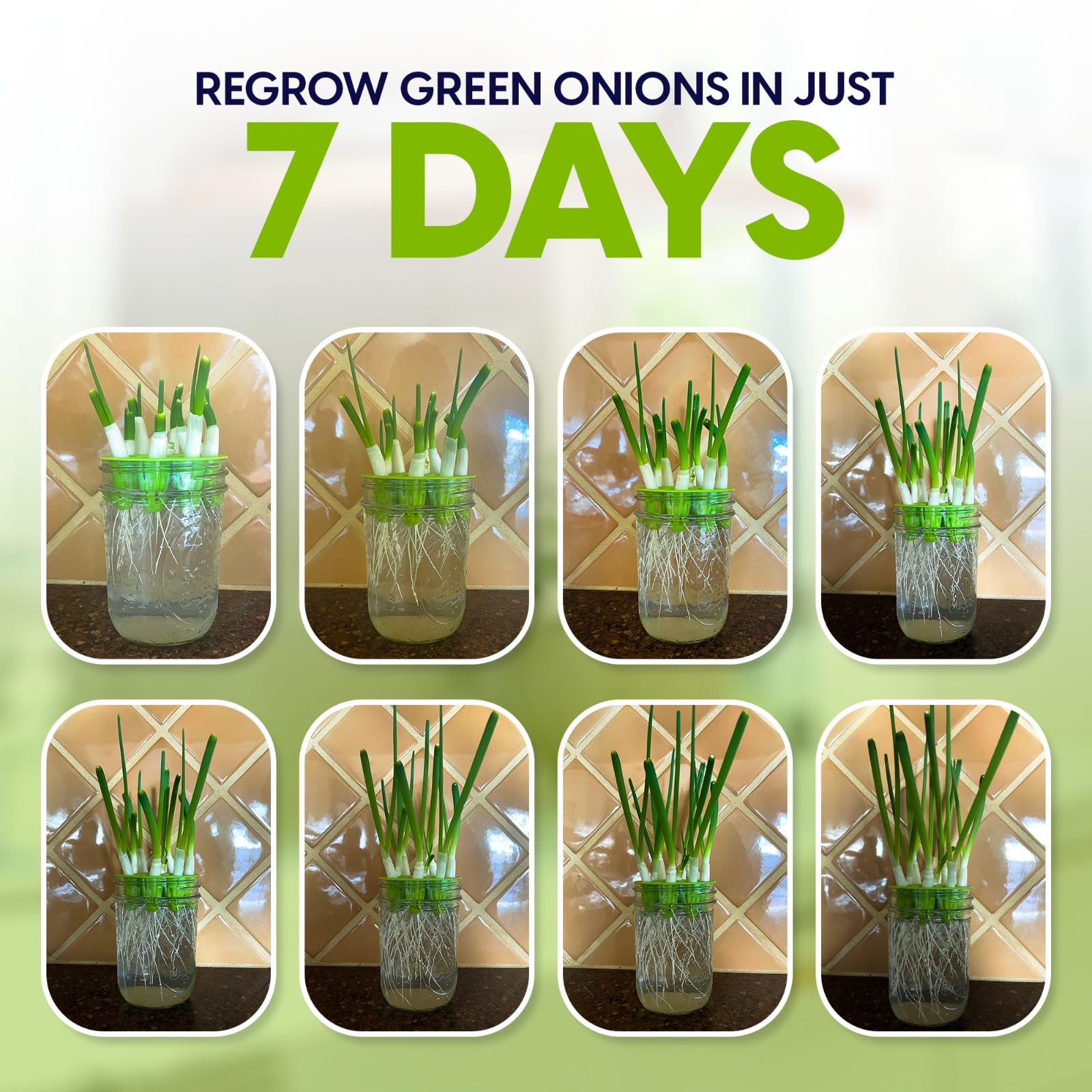 Premium Seed Sprouting Kit & Green Onion Regrower – 2 Wide-Mouth Mason Jars with Sprout Lids, Stainless Stand, Drain Tray, Blackout Sleeves & Cleaning Brush for Broccoli, Alfalfa & Mung Beans