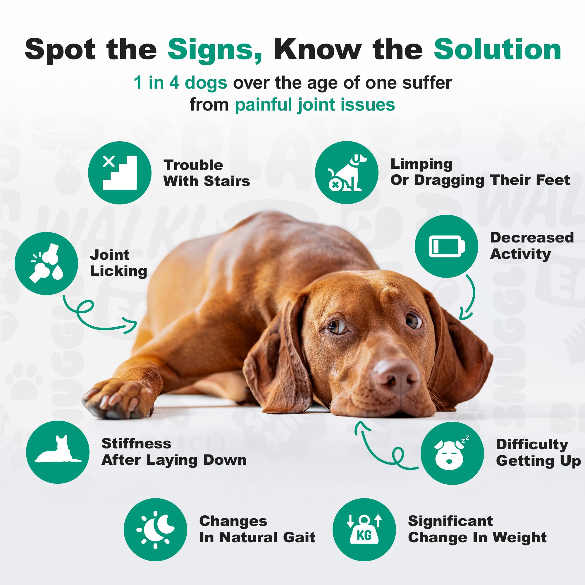 Doggie Dailies, Advanced Senior Hip and Joint Supplement for Dogs, Glucosamine Chondroitin, Premium Hip and Joint Chews for Dogs All Breeds & Sizes, Dog Vitamins and Supplements, (Duck) 120 Chews