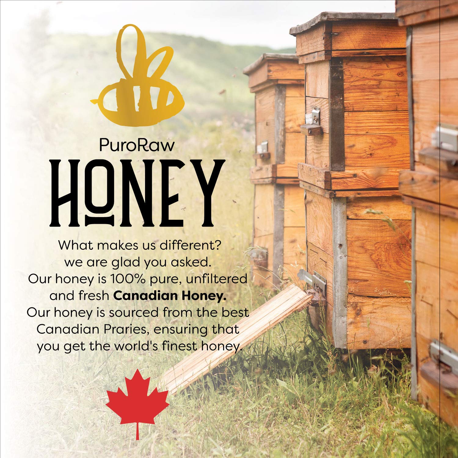 Raw Honey, 2.2 lb. White Honey, Raw Unfiltered Honey, Pure Honey, Natural Honey Raw Unfiltered, White Raw Honey from the Canadian Prairies. Kosher. 2.2 pounds. By PuroRaw.