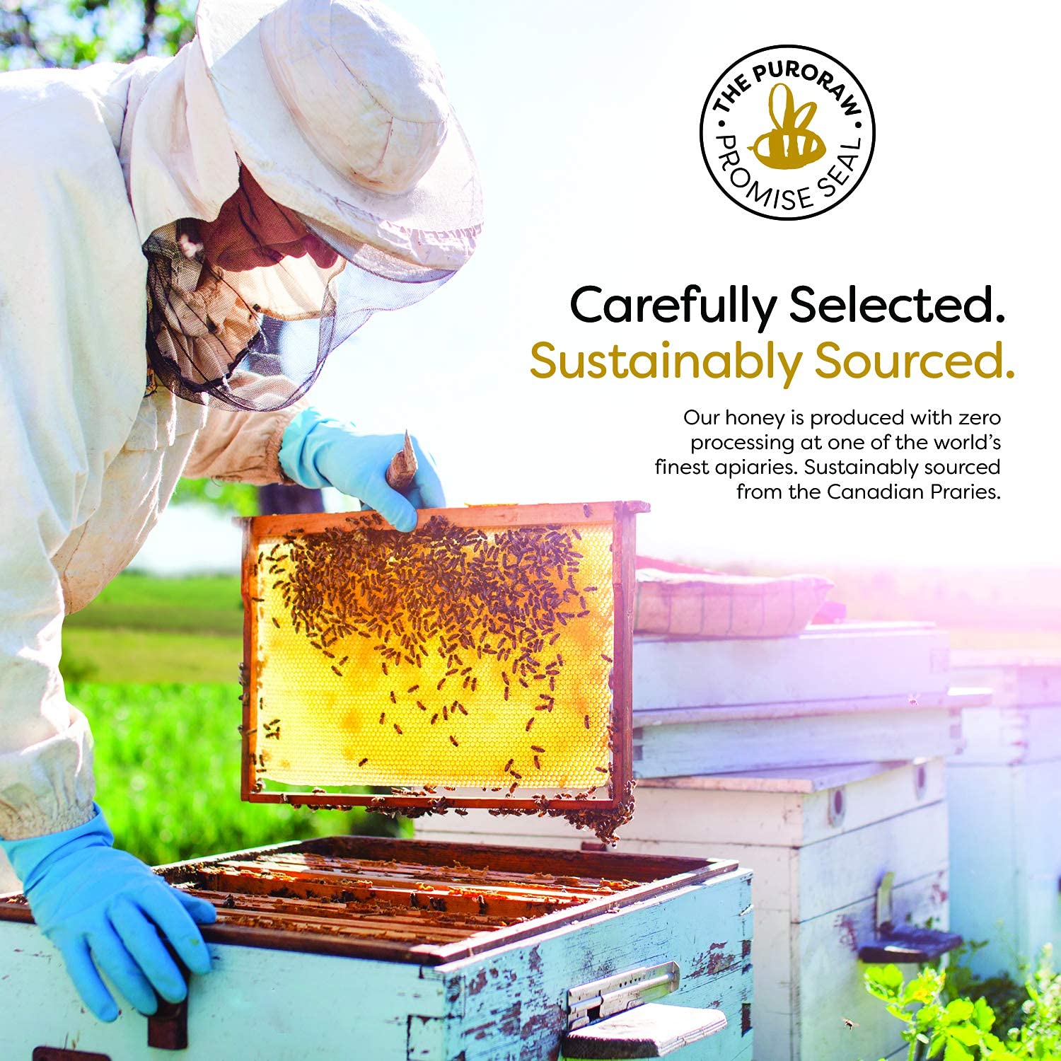 Raw Honey, 2.2 lb. White Honey, Raw Unfiltered Honey, Pure Honey, Natural Honey Raw Unfiltered, White Raw Honey from the Canadian Prairies. Kosher. 2.2 pounds. By PuroRaw.