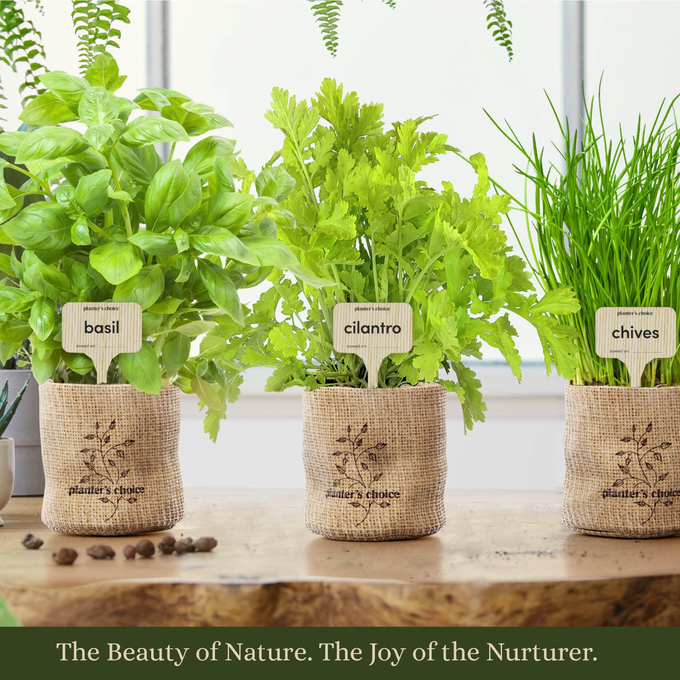 Indoor Herb Garden Starter Kit - Coolest Gifts for Women - Birthday for Her - House Warming Gift New Home for Plant Lovers - Womens, Wife, Mom Presents - Gardening Herbs Plants Live